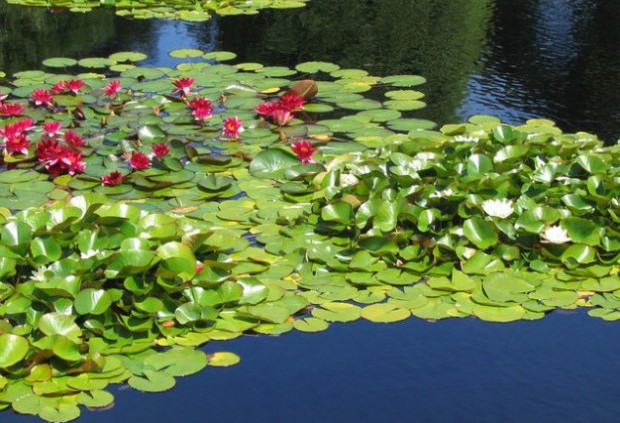Propone estudiante de la UAM cultivar hongos comestibles en lirio acuático 