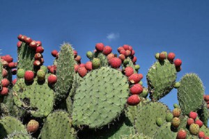 nopal