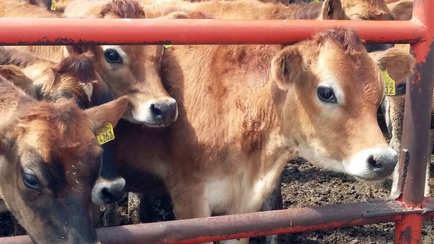 Preparan UAM y UAS Seminario Internacional en Reproducción Animal